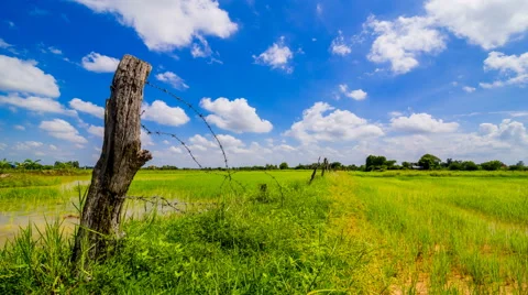 Dramatic clouds sky over green paddy field Video stock 65453398
