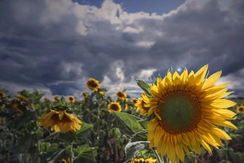 Dramatic clouds with warm sunlight against sunflowers field Stock Photos