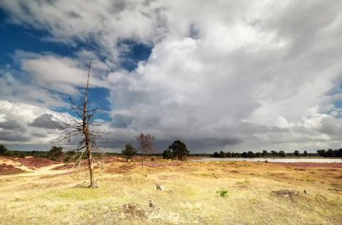 Dramatic cloudy sky and dry tree Stock Photos