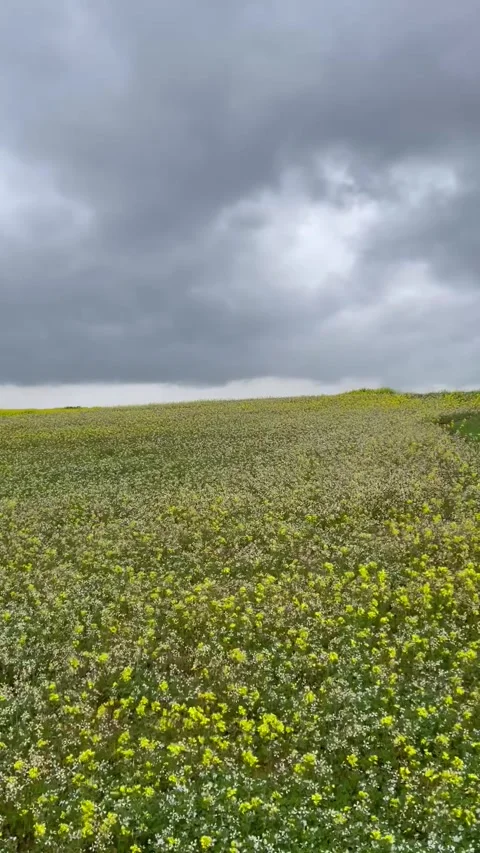 Dramatic Cloudy Sky Over Green Spring Field in Jordan Stock Footage 319674575