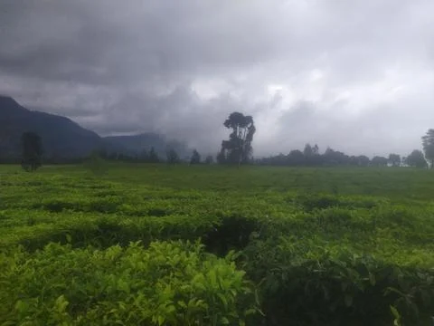 Dramatic Cloudy Sky Over Green Tea Fields in Mountain Highlands Stock Photos