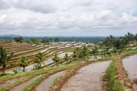 Dramatic cloudy sky over palm trees and irrigated Jatiluwih rice terraces. A Stock Photos