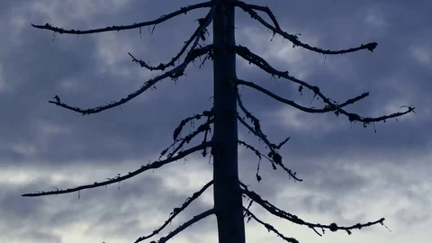 Dramatic cloudy sunset in dead forest Stock-Footage 119073770