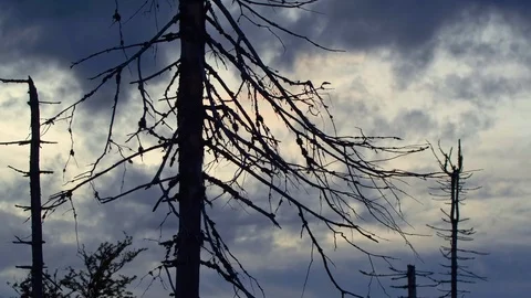 Dramatic cloudy sunset in dead forest Video stock 119073803