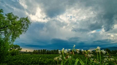 Dramatic cloudy sunset time-lapse over farm and flowers Stock Footage 233791153