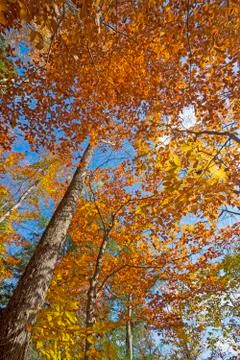 Dramatic Colors up in the Canopy Stockfoto's