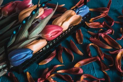 Dramatic composition of tulips in a basket of metal Stock Photos