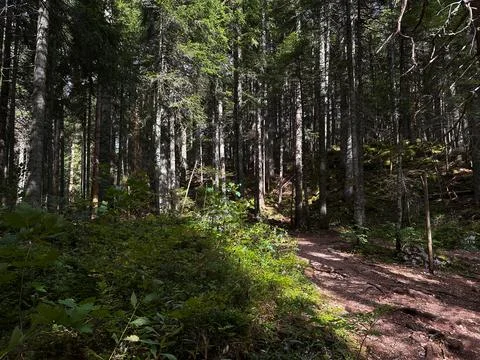 Dramatic coniferous forest with narrow trapping and solar glare Stock Photos