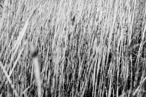 Dramatic contrast long tall grass in springtime Stock Photos