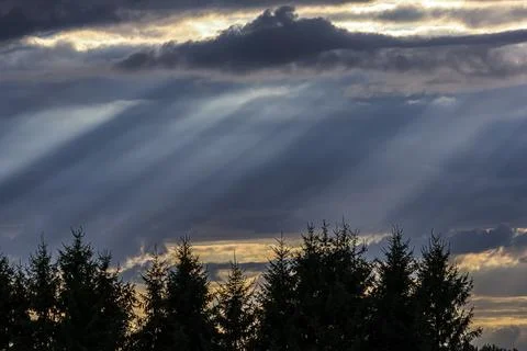 Dramatic crepuscular rays pierce through stormy clouds over evergreen forest Stock Photos