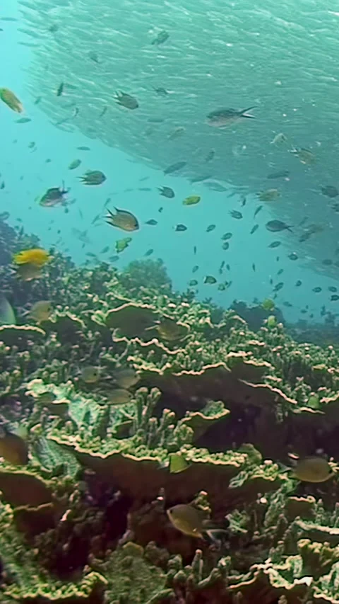 Dramatic Dance of Sardines in the Philippines Stock Footage 295938071