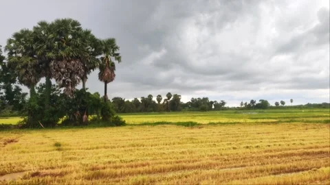 Dramatic Dark Storm Clouds Over Golden Harvested Rice Field And Palm Trees 4 Stock Footage 346549370