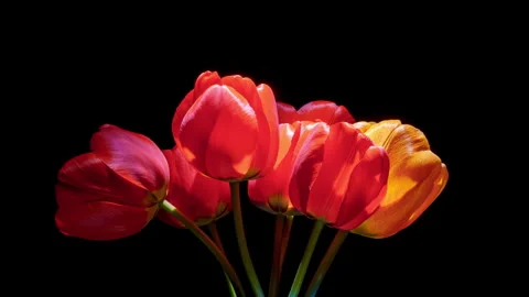 Dramatic dark studio timelapse of red tulip bouquet blooming and rotating... Stock Footage 340198638