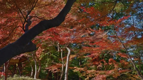 Dramatic Dark Tree Branch Against Vibrant Red Autumn Foliage Stock Footage 328132678
