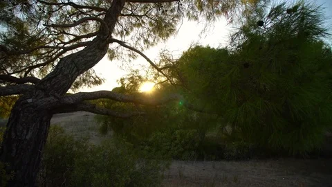 A dramatic dawn in the forest. Sunlight shines through trees Stock Footage 93760332