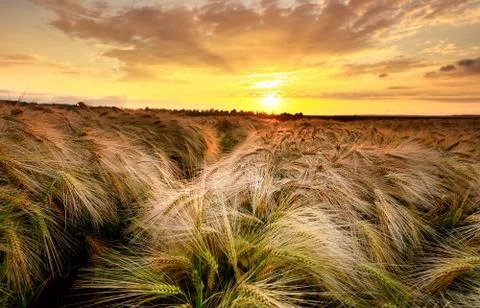 Dramatic dawn over wheat field Stock Photos