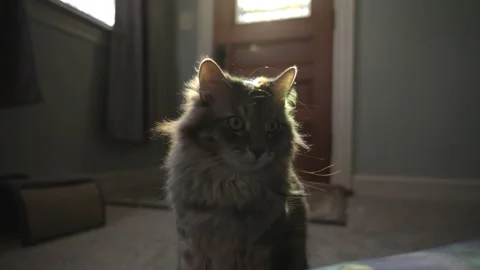 Dramatic day light streaks backlight a house cat. Stock Footage 300853829