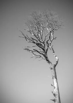 Dramatic Dead Tree 库存照片
