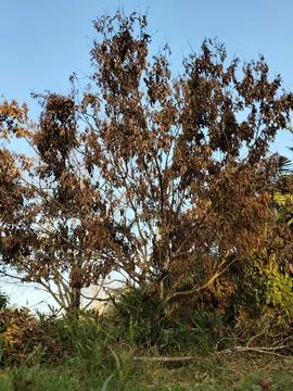 “Dramatic Dead Tree at Sunset – Symbol of Drought and Decay Stock Photos