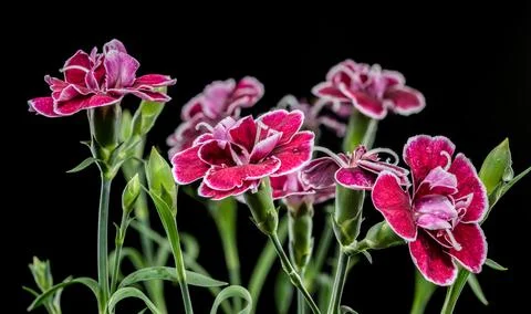 Dramatic deep crimson and pink carnations against a solid black background Foto stock