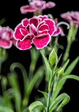 Dramatic deep crimson and pink carnations against a solid black background Foto stock