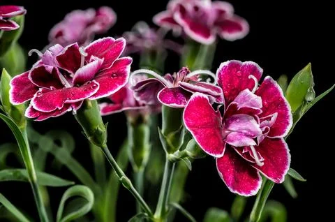 Dramatic deep crimson and pink carnations against a solid black background 写真素材