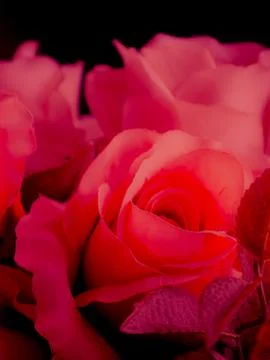 Dramatic deep red artificial rose flower in full bloom on dark black backgr.. Stock Photos