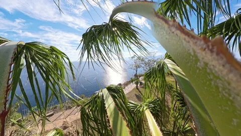 Dramatic dolly zoom effect through palm fronds, focusing on a coastal view with Stock Footage 292475738