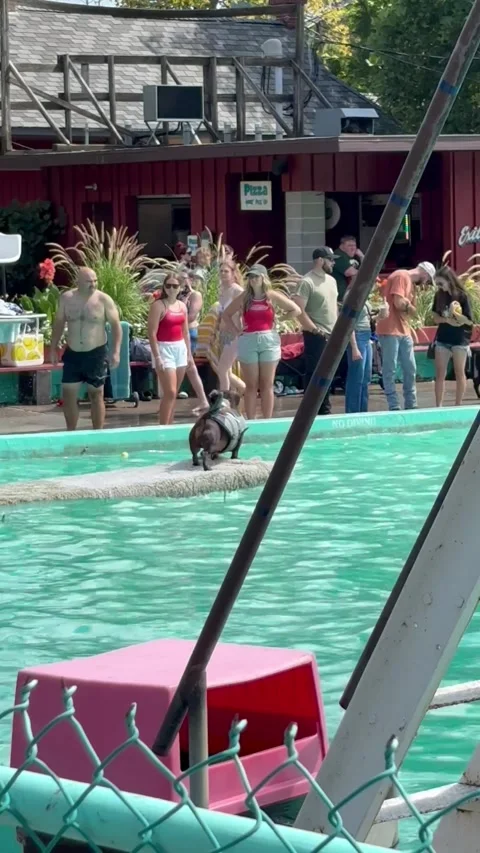Dramatic Doxie in a Shark Vest Demands Audience for Big Jump, Elysburg, Pennsylv Stock Footage 345679797