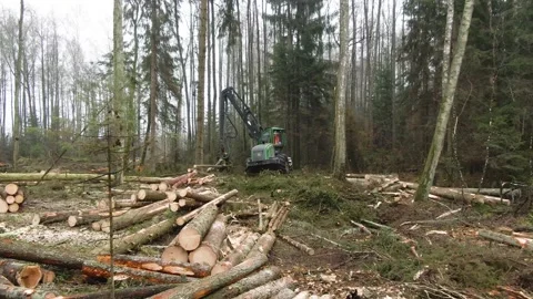 Dramatic drawing closer to the machine cutting woods in the forest. Stock Footage 144247855