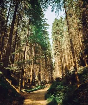 Dramatic dream sunset forest over in various colors Foto stock