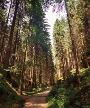 Dramatic dream sunset forest over in various colors Foto stock