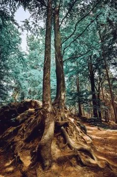 Dramatic dream sunset forest over in various colors Foto stock