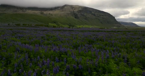 Dramatic Drone Flight Over Purple Lupine Field and Mountain Iceland Stock-Footage 334418881