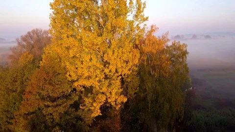 Dramatic drone flight toward canopy of an autumn tree, revealing village behind Vidéo 123063488