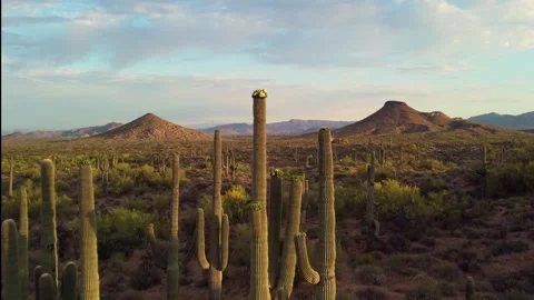 Dramatic Drone Fly Over Saguaro Cactus In Arizona Sunrise Spring Time Stock Footage 344275577