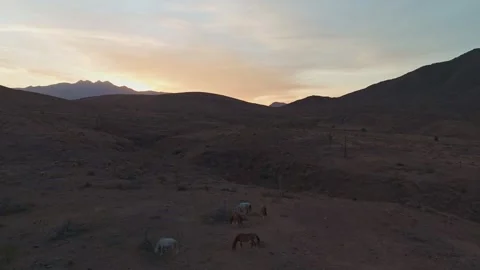 Dramatic Drone Footage Of Wild Horses On A Mesa Sunrise Time Vídeos de archivo 339290741