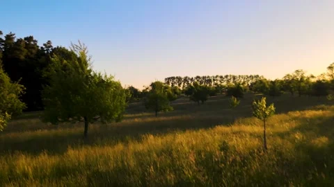 Dramatic drone shot revealing the landscape through apple trees at sunrise Stock Footage 136723118
