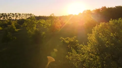 Dramatic drone shot revealing the landscape through apple trees at sunrise Stock Footage 136723126