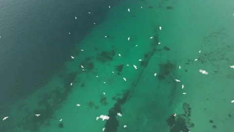 Dramatic drone video Garda lake with green water color seagull birds Stock Footage 297541543