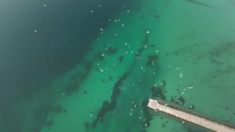 Dramatic drone video of Garda lake with green water seagull birds Видео 297541686