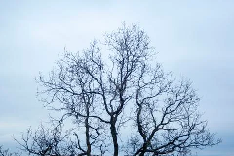 A dramatic dry tree stands in front of a dark sky. Stock Photos