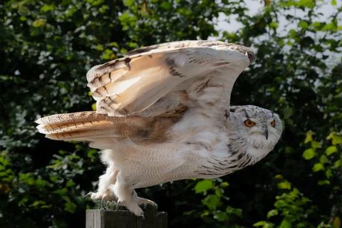 Dramatic Eagle Owl about to launch Stock Photos