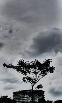 Dramatic effect of a light dark contrast, office building behind the silhouete Stock Photos