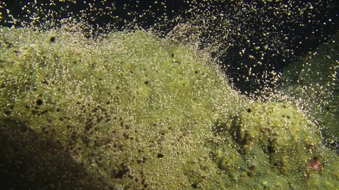 Dramatic Epic awesome star coral spawning gulf of mexico caribbean florida keys Stock Footage 78208534