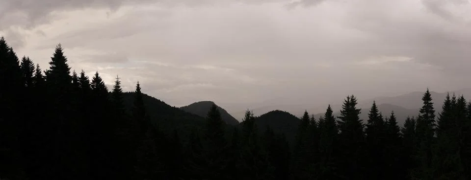Dramatic evening sky over dense coniferous forest with dark silhouettes and.. 写真素材