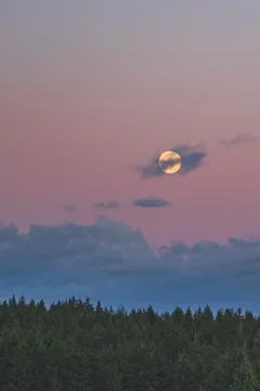 Dramatic Evening sky with yellow moon rising over forest country scene Stock Photos