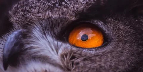 Dramatic eye 写真素材