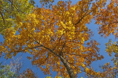 Dramatic Fall Colors Overhead Photos