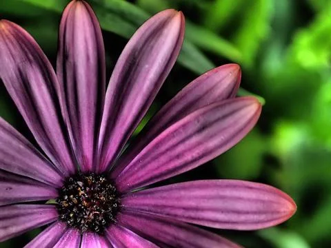 A dramatic false colour close-up of a daisy Stock Photos